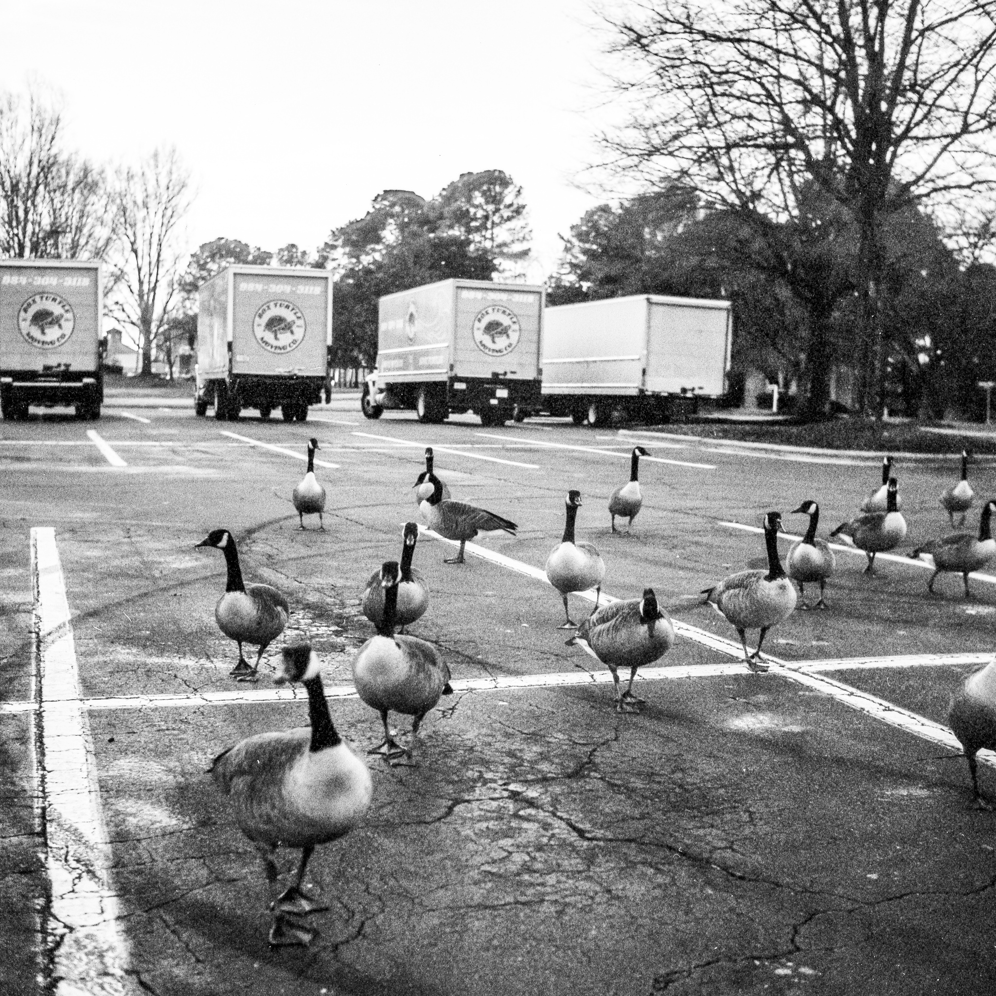 My Gaggle Has Swaggle - Pleasant Valley