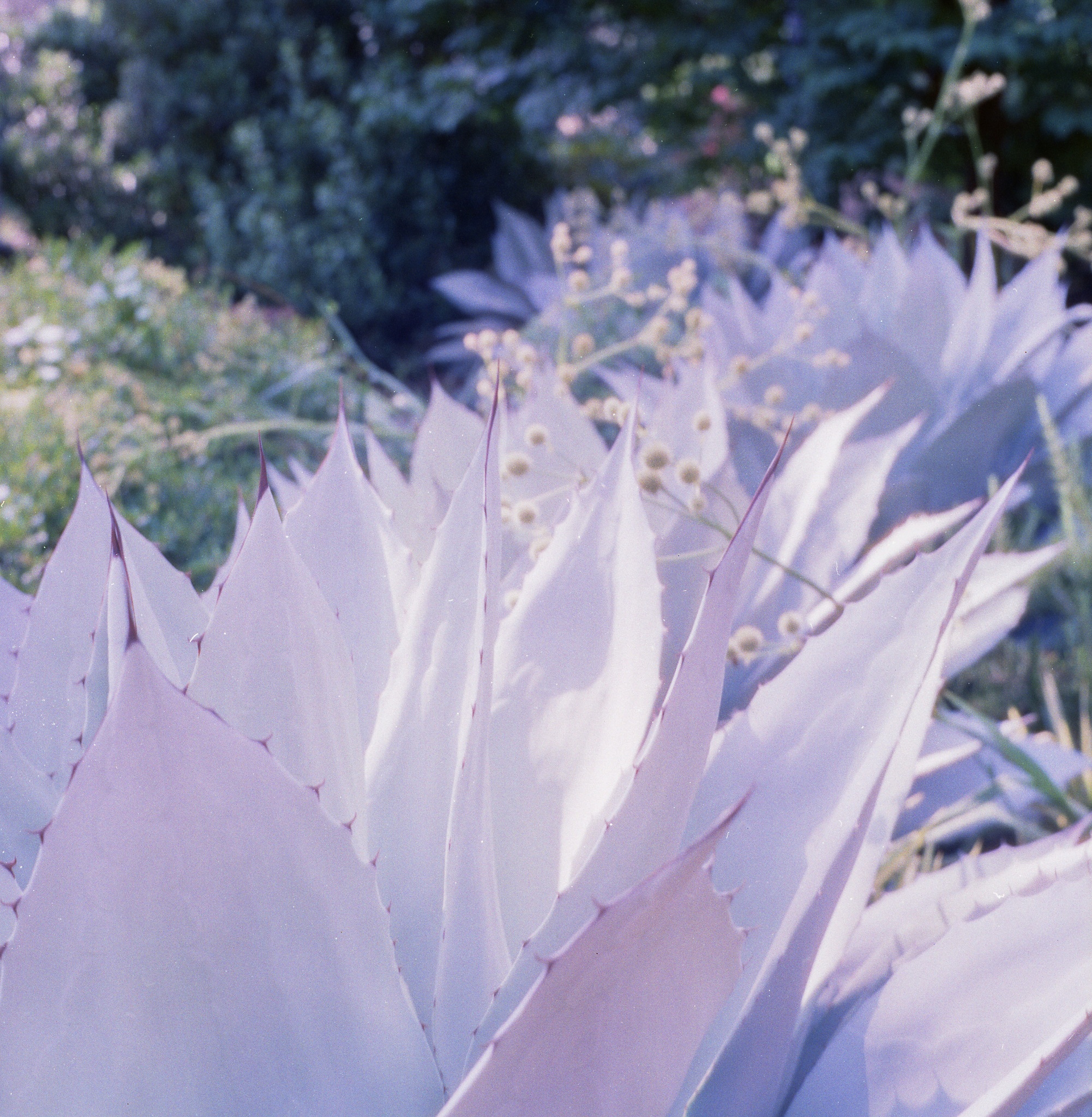Agave palmeri - Raleigh, NC