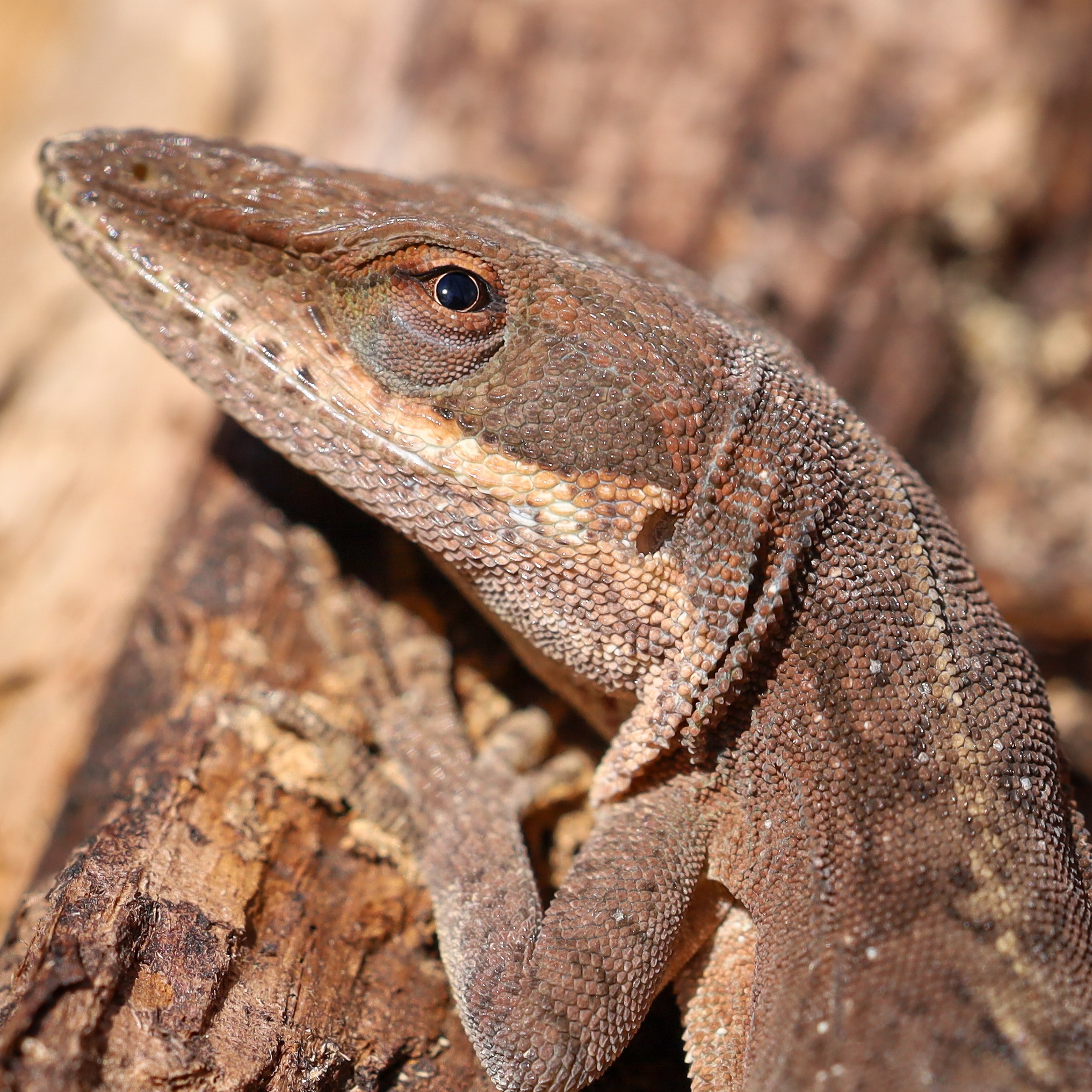 Carolina Anole 👀 - Sanford, NC