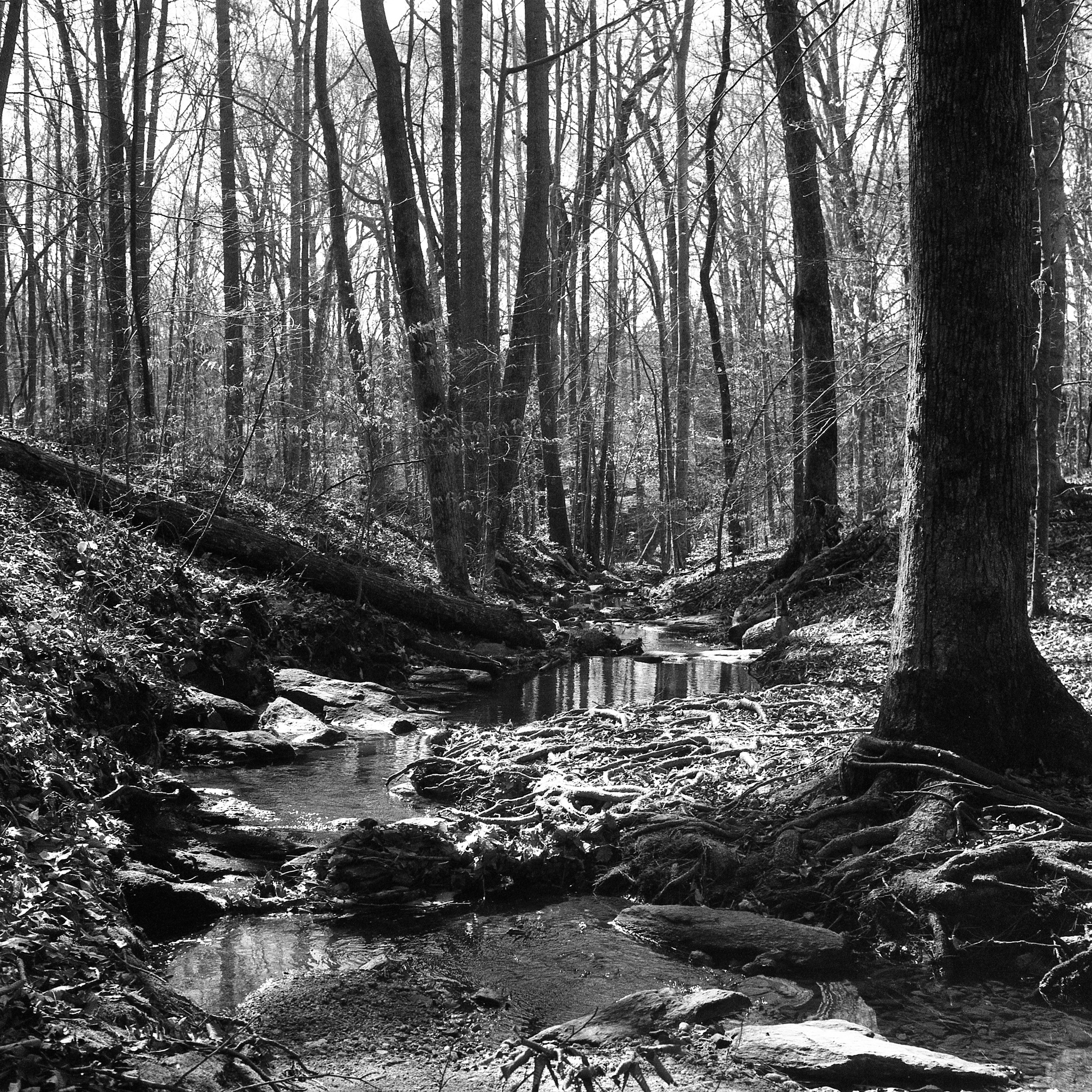 Brookhaven Meander - 