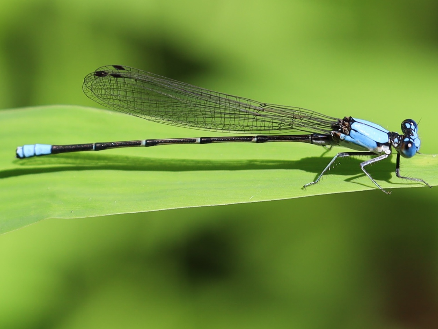 Blue on Green - Tar River · Bunn, NC