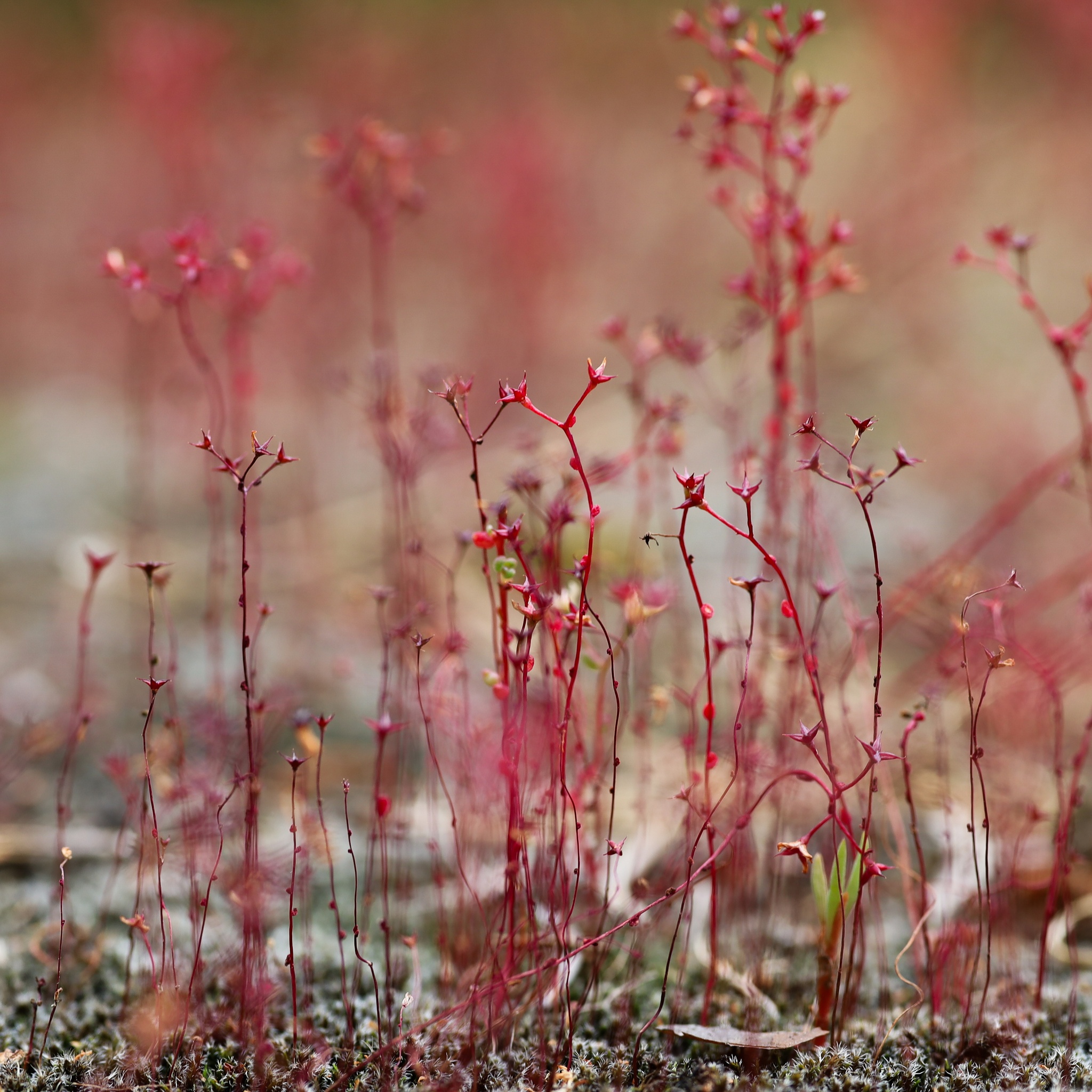 Elf Orpine - Lizard Lick, NC