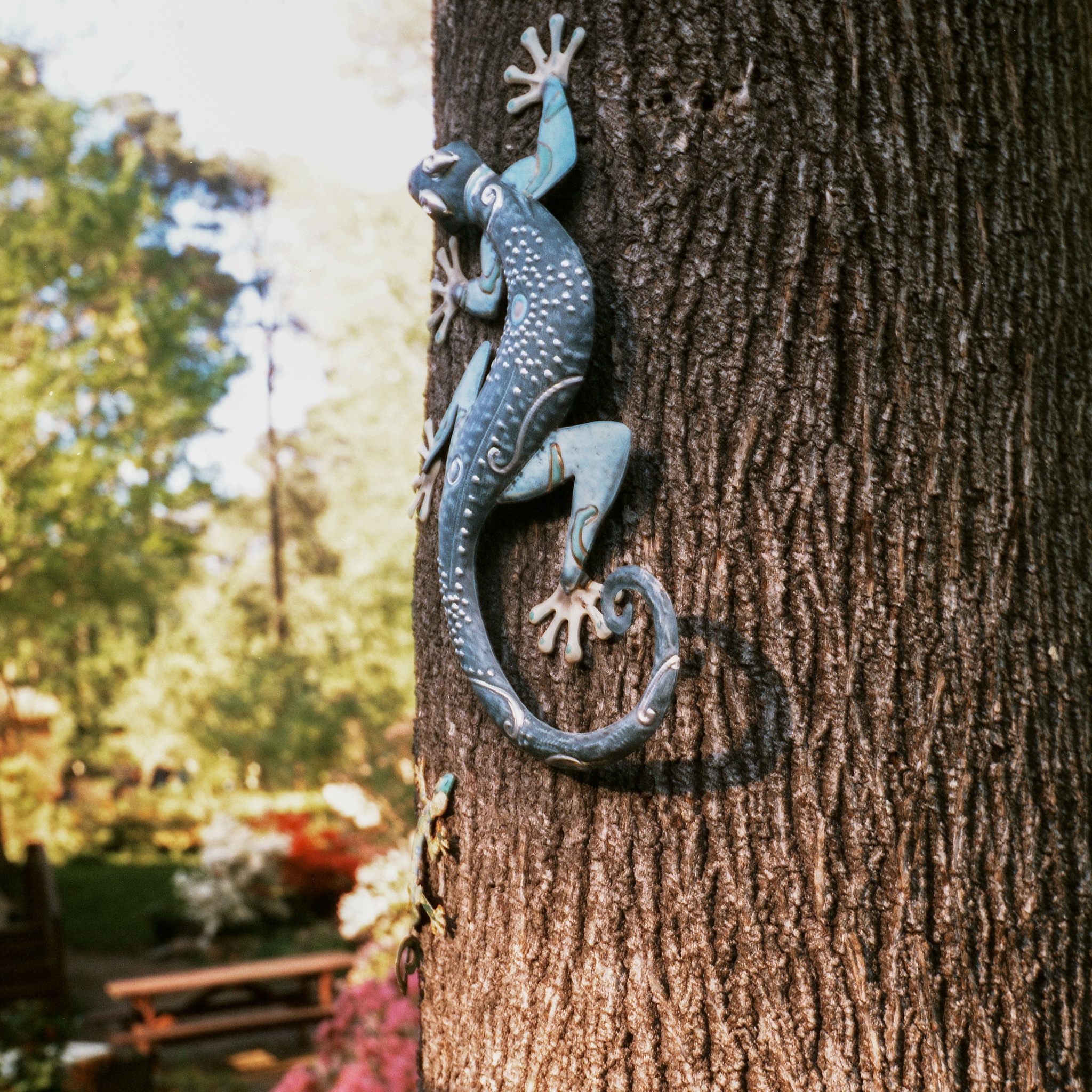Gecko Up - Raleigh, NC