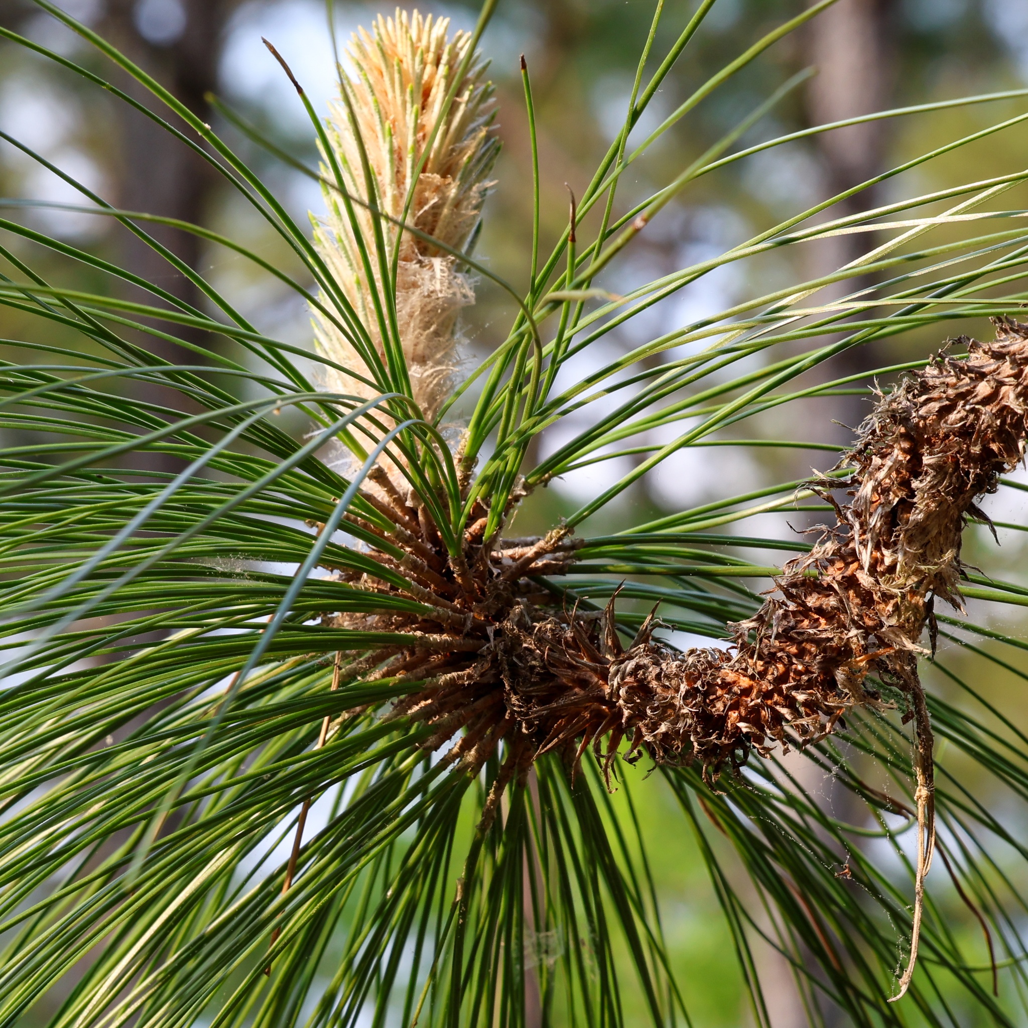 Longleaf Candle - New Hill, NC