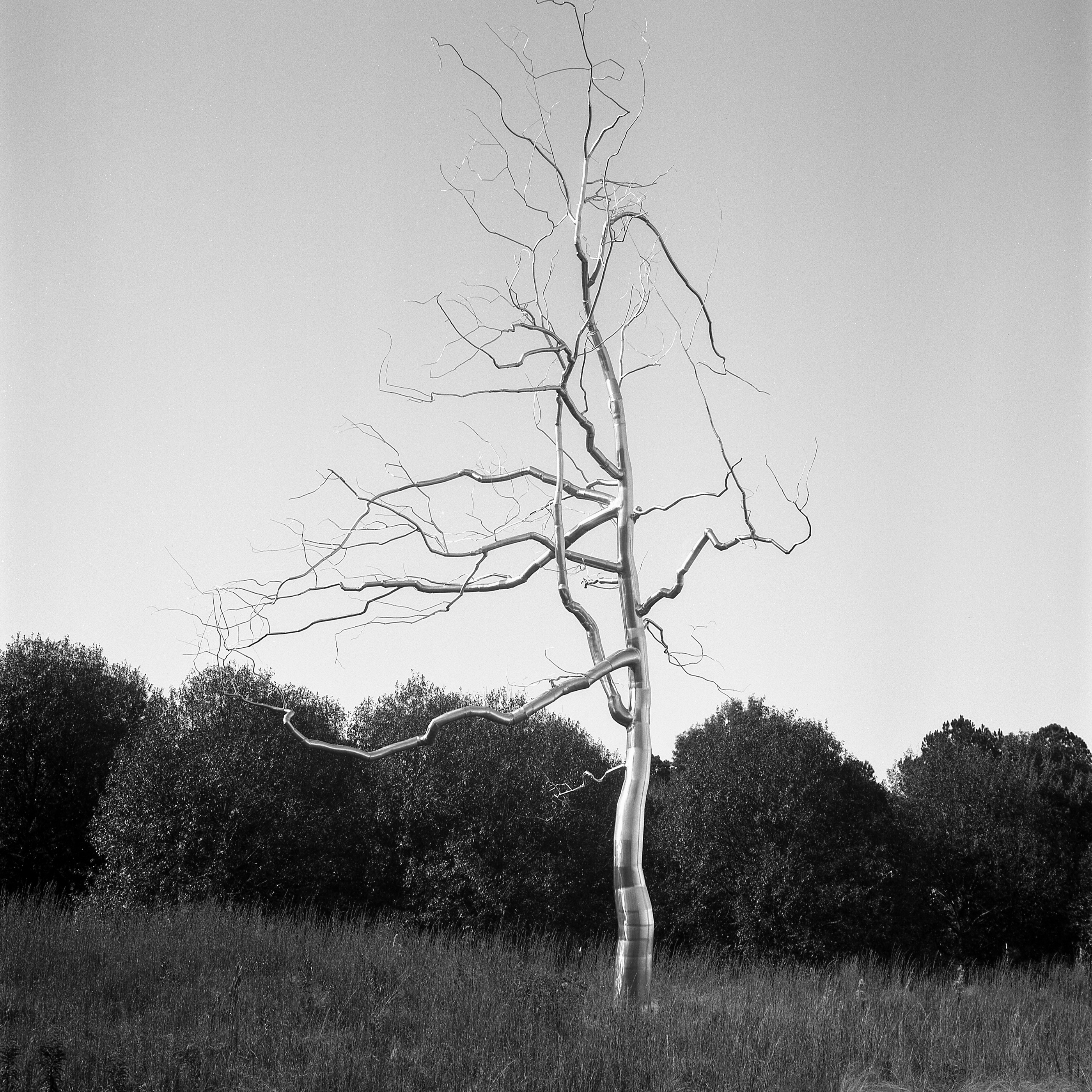 NCMA Ortho - NC Museum of Art