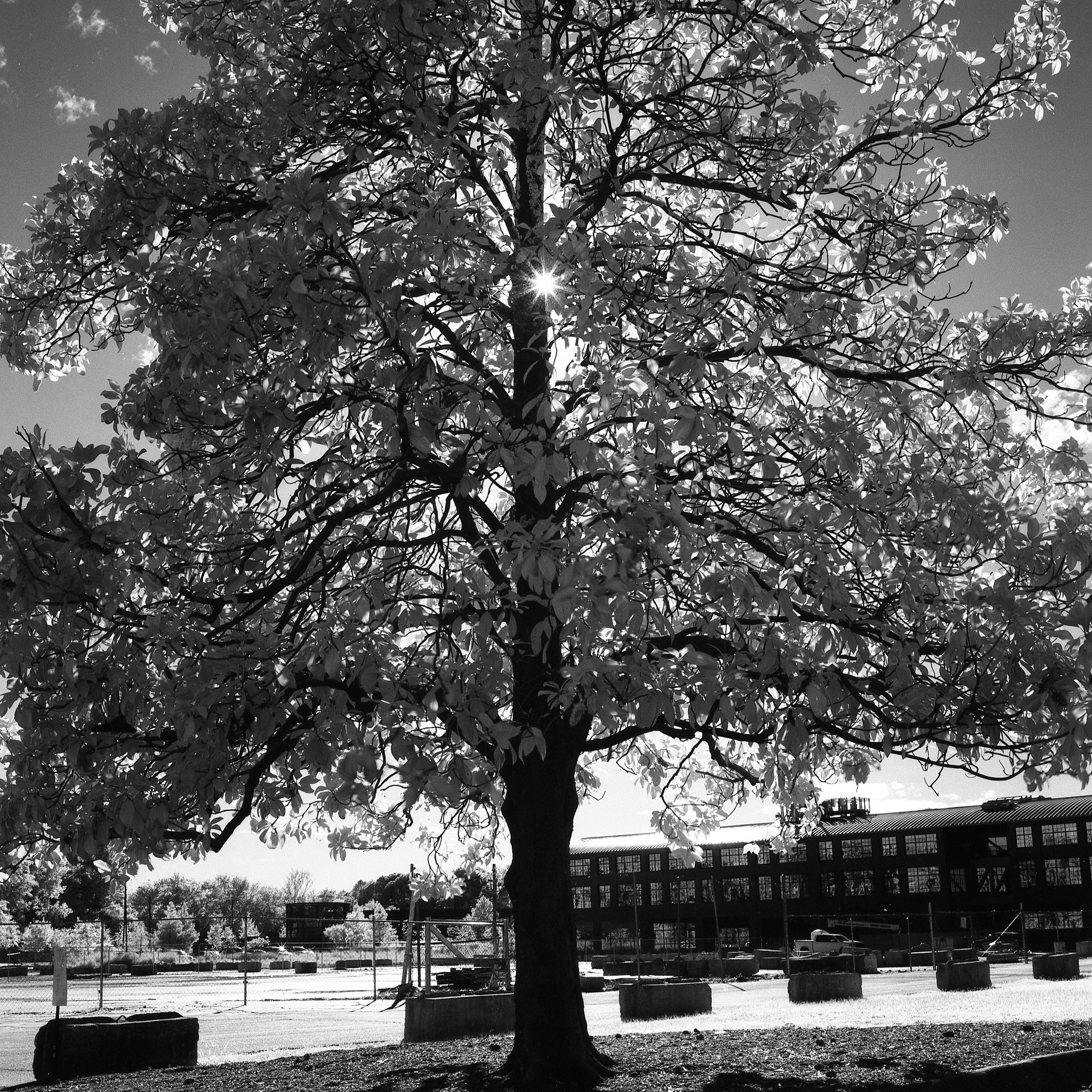 Star Magnolia - Raleigh Iron Works
